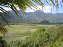 Hanalei Valley Taro Fields, Kaua'i