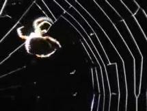 Spider Spinning a Prey-Catching Web
