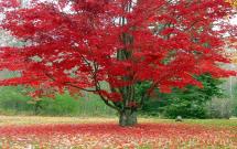The Maple Tree