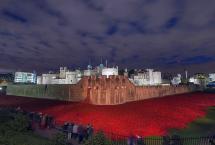 RED POPPIES at the TOWER of LONDON