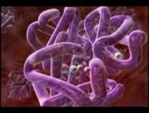 Breathing - How Oxygen Travels in the Body