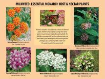 What is Unusual About a Monarch?