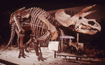Triceratops Mount