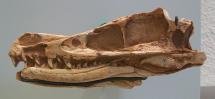 Velociraptor Skull