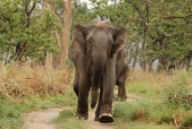 Charging Elephant