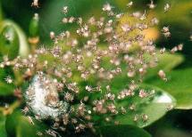 Spiderlings - Charlotte's Babies
