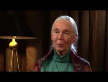 Chimpanzees - Encounters with Jane Goodall