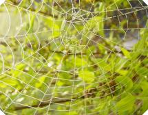 Water Droplets on a Spider's Web