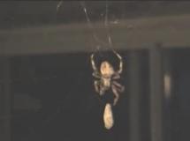Barn Spider, like Charlotte, Captures and Wraps a Moth