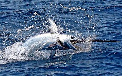 Perfect Storm, The - LONG-LINING for SWORDFISH