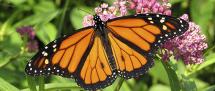 The Ultimate Relay Race: The Monarch Butterfly Story
