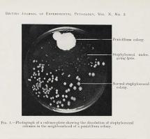 A Teaching Bridge: Evolution of Bacteria to World War ll