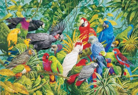 Colorful Birds of a Rainforest STEM Ethics Geography Disasters