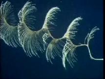 Deep-Sea Diving - Discover New England Seamounts