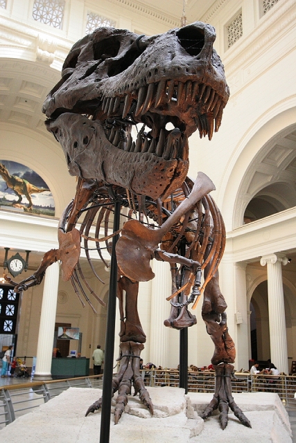 t rex skeletons on display