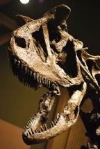 Carnotaurus Skull Cast