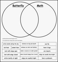 What is the Difference between a Moth and a Butterfly?