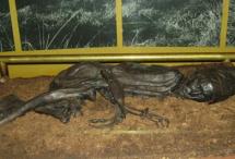 Tollund Man on Display at Silkeborg Museum