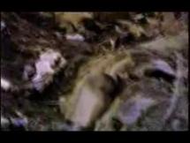 Battle of Iwo Jima - First Airfield Captured