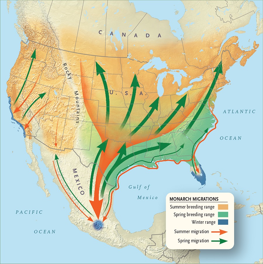 monarch butterfly travel map