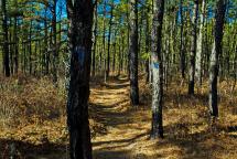 NJ Pine Barrens