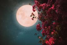 Super Pink Moon