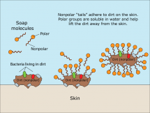 Soap Meets Coronavirus SARS-CoV-2