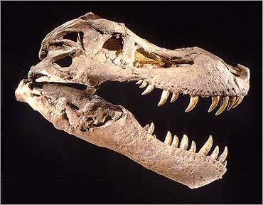 susan hendrickson t rex