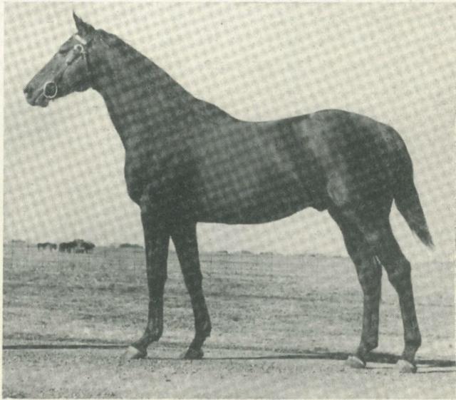 Hard Tack Sire of Seabiscuit