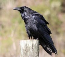 Common Raven - Inspiration for Poe