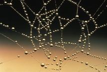 WEBS in the MORNING DEW