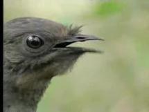 Amazing Mimicker - The Superb Lyrebird