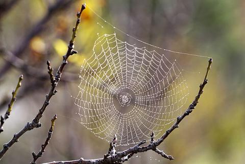 Charlotte's Web (Illustration) Biographies Awesome Radio - Narrated Stories Visual Arts Fiction Film